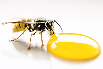 Macro shot of wasp drinking yellow liquid on white background