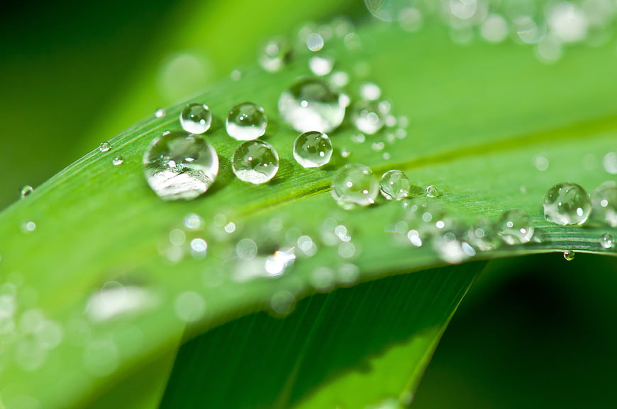 Macro Photography of Dew Drops on Green Leaf