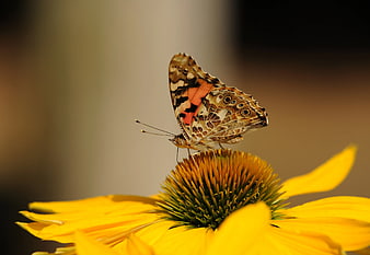 Painted Lady Butterfly on Yellow Coneflower Macro