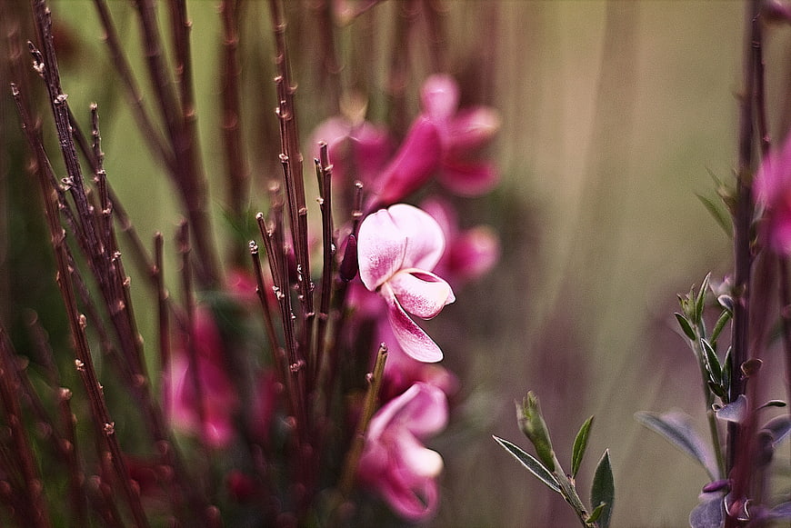 Close-up of delicate pink wildflower with blurred natural background