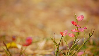 Close-up of Red Autumn Leaves on Green Stems