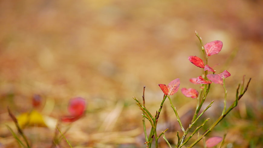 Close-up of Red Autumn Leaves on Green Stems