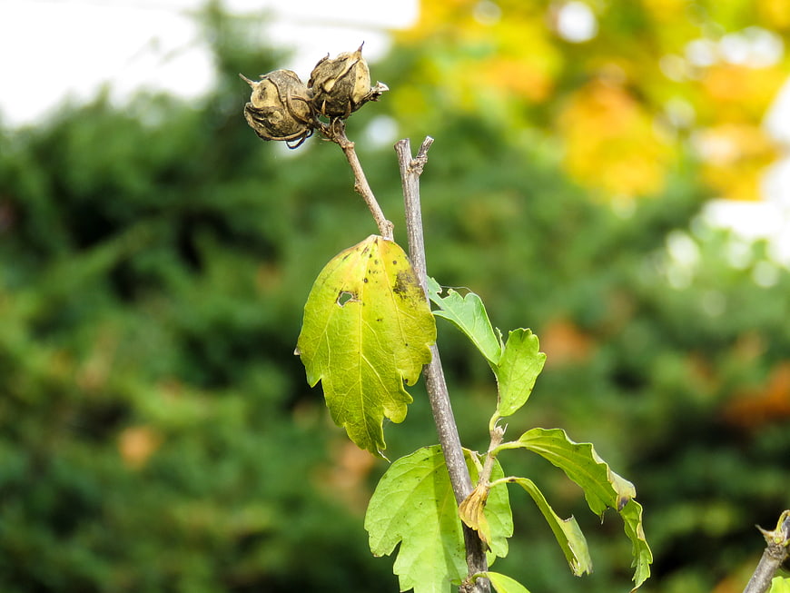 Close-up of dried hibiscus seed pods and autumn leaves
