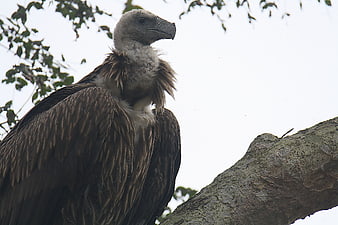 Himalayan Griffon Vulture Perched on Tree Branch