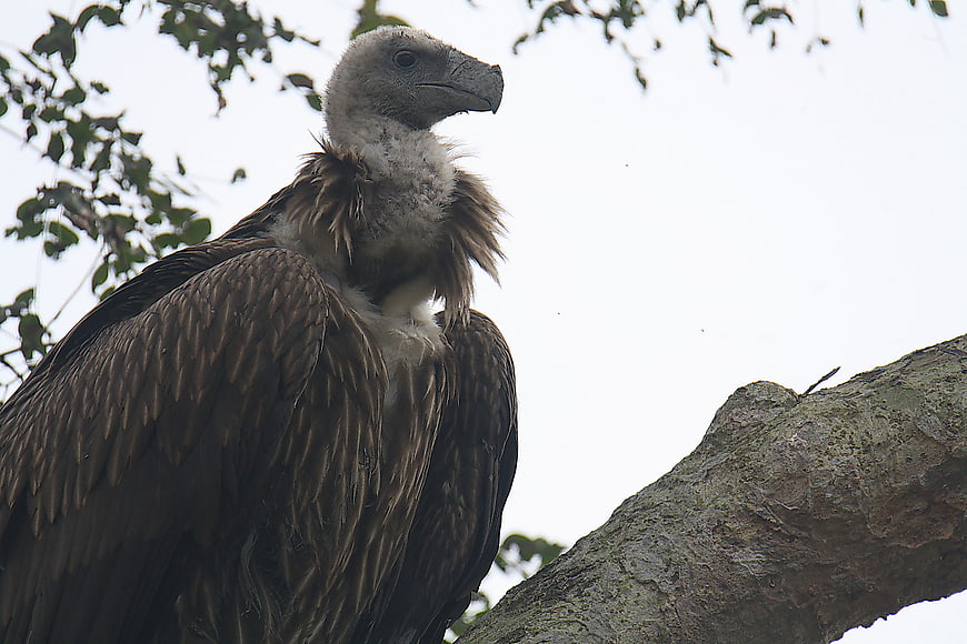 Himalayan Griffon Vulture Perched on Tree Branch