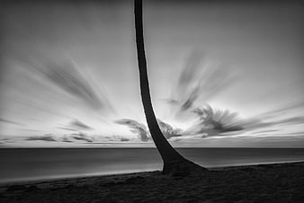 Dramatic Black and White Palm Tree Silhouette on Beach