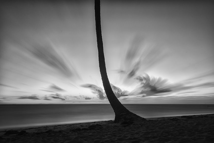 Dramatic Black and White Palm Tree Silhouette on Beach