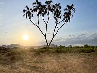 Silhouette of Palm Tree Against Sunset in African Savanna