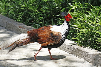 Male Silver Pheasant Walking on Concrete Path