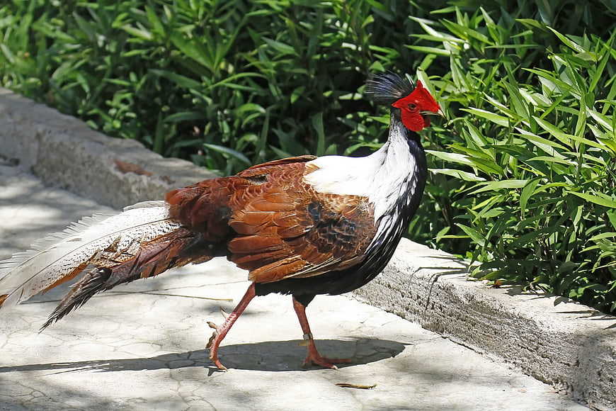 Male Silver Pheasant Walking on Concrete Path
