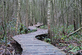 Wooden boardwalk path winding through a dense birch forest
