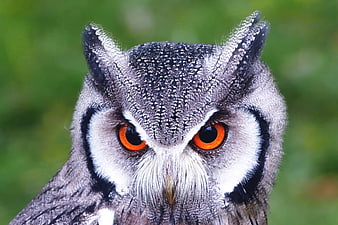Close-up portrait of a Great Horned Owl with intense orange eyes