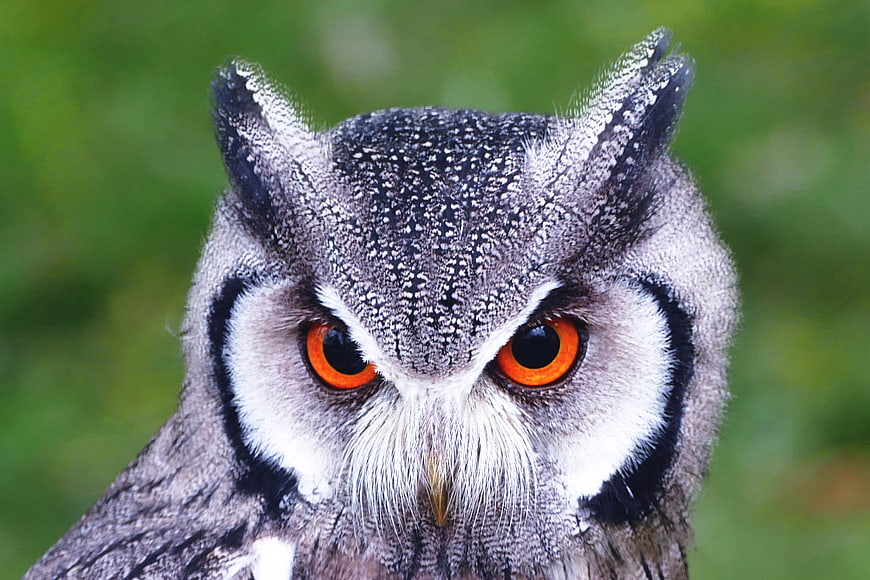 Close-up portrait of a Great Horned Owl with intense orange eyes