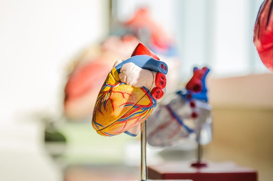 Detailed anatomical heart model for medical education