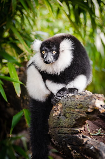 Indri Lemur Portrait on Log in Green Forest