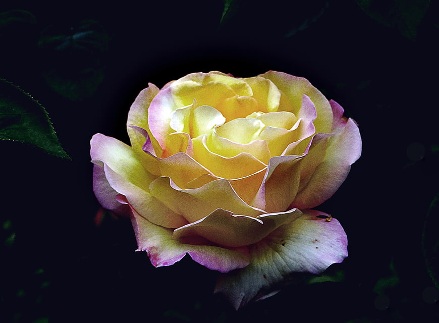 Yellow and Pink Rose on Dark Background