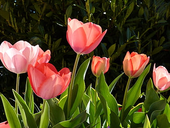 Pink and Coral Tulips in Sunlight Against Green Foliage
