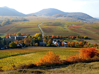 Autumn vineyard landscape with colorful trees and mountains