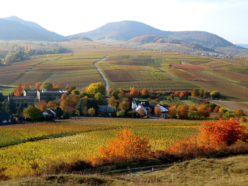 Autumn vineyard landscape with colorful trees and mountains