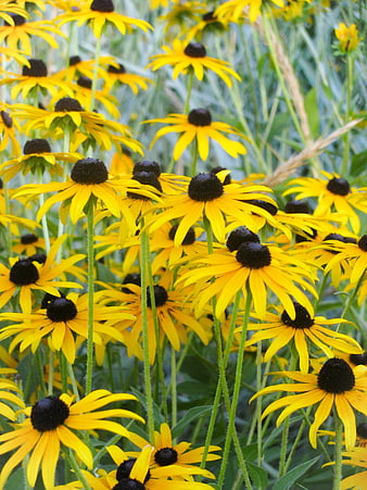 Vibrant Yellow Black-Eyed Susans in a Garden