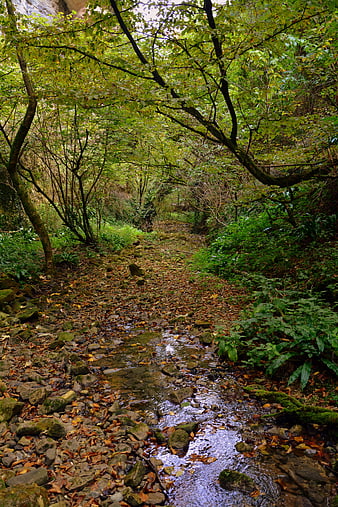 Serene Forest Stream in Val Borago, Lessinia, Italy