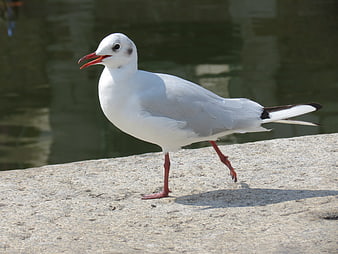 Black-headed Gull Walking on Stone by Water