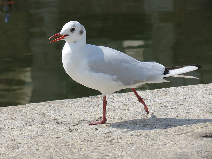 Black-headed Gull Walking on Stone by Water