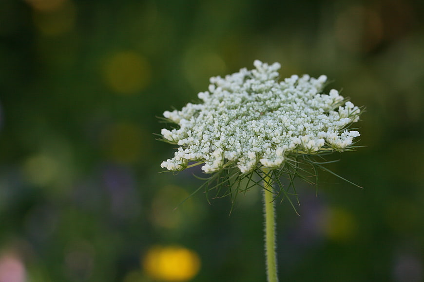 Close-up of delicate white Queen Anne's Lace flower