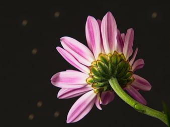 Pink Daisy Flower Back View on Dark Background