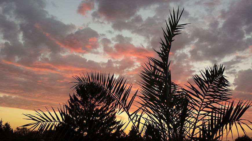Silhouette of Palm Trees Against a Dramatic Pink and Orange Sunset Sky