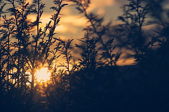 Golden sunset light filtering through silhouetted wild plants