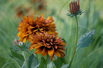 Close-up of vibrant orange brown flowers in green field