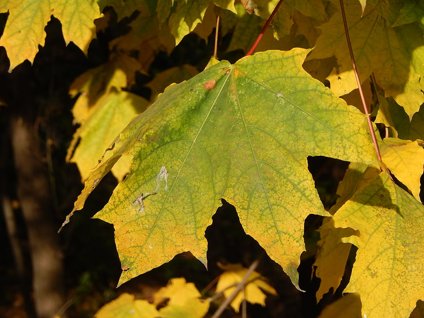 Close-up of yellowing maple leaf in autumn sunlight