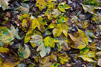 Top view of yellow and green maple leaves on forest floor