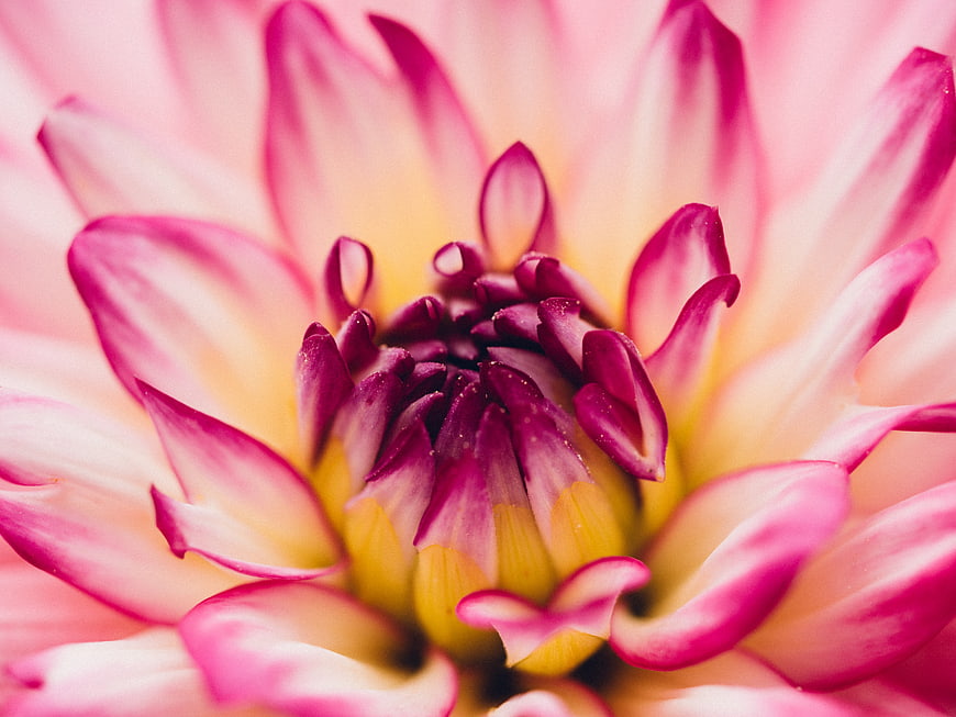 Close-up of Pink and White Dahlia Flower Center
