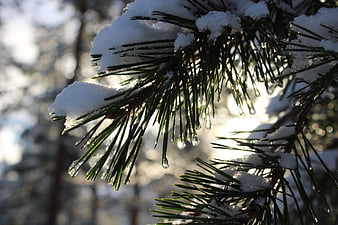 Snowy Pine Branch with Melting Water Drops in Sunlight