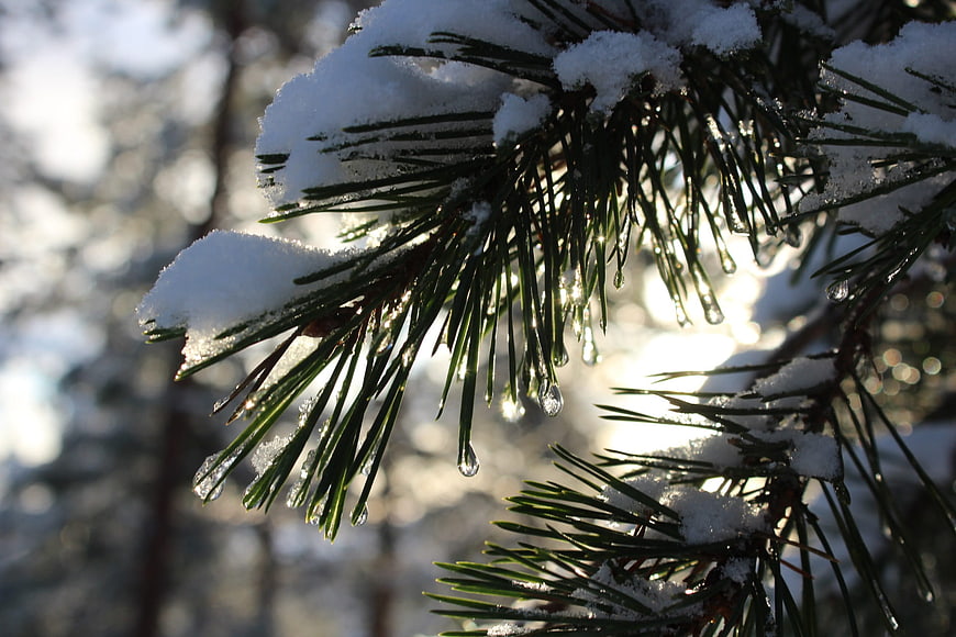 Snowy Pine Branch with Melting Water Drops in Sunlight