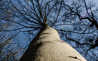 Low angle view of tall tree trunk against blue sky