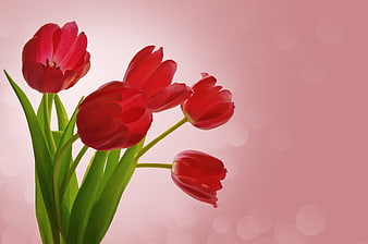 Red tulips bouquet on soft pink bokeh background