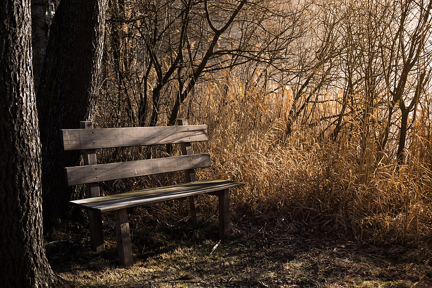 Empty Wooden Bench in Sunlit Autumn Forest