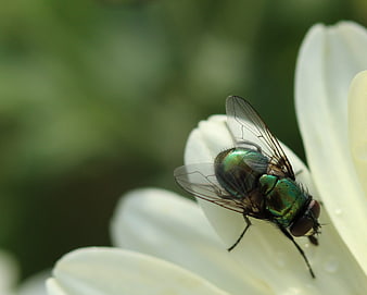 Macro Close-Up of Green Bottle Fly on White Flower Petal