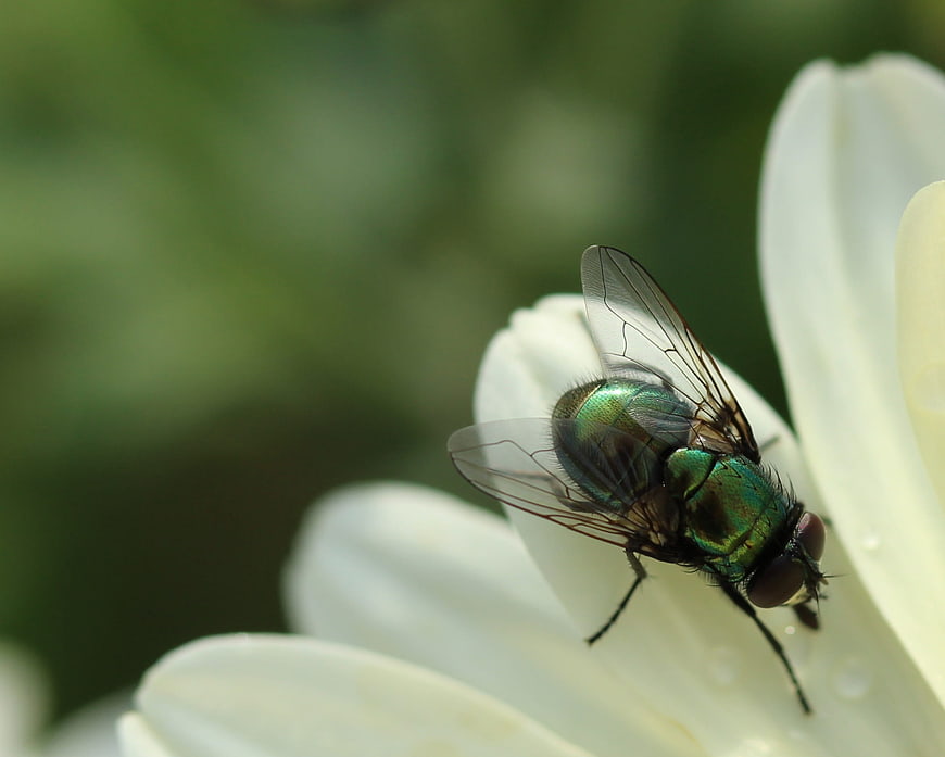 Macro Close-Up of Green Bottle Fly on White Flower Petal
