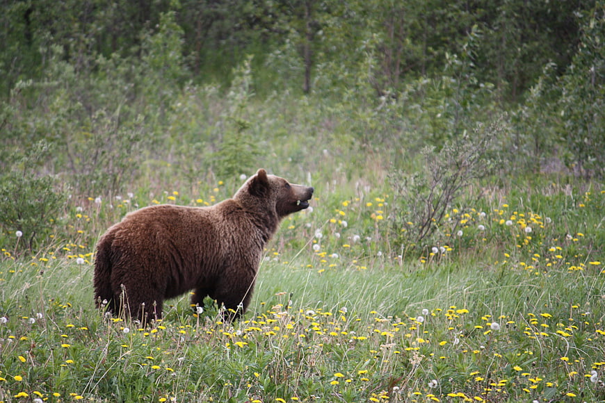 Grizzly Bear Standing In Wildflower Meadow
