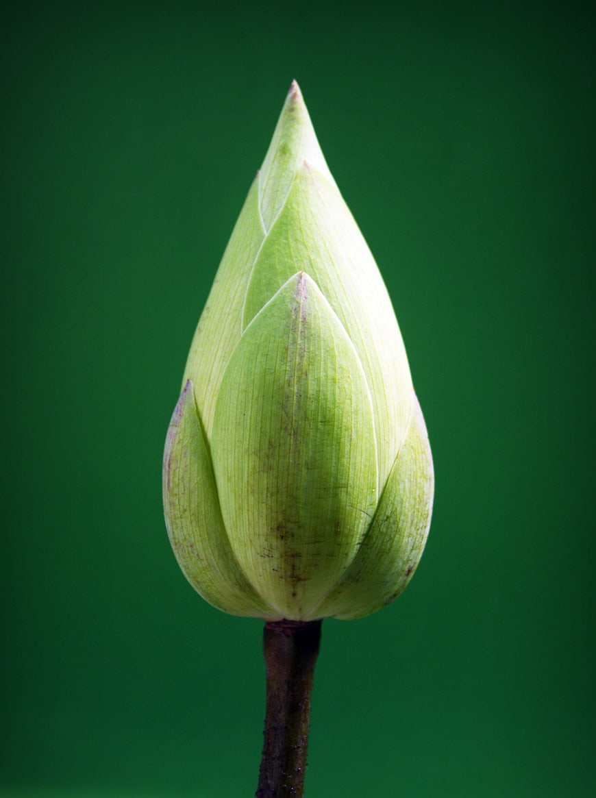 Green Lotus Bud Close Up On Dark Green Background