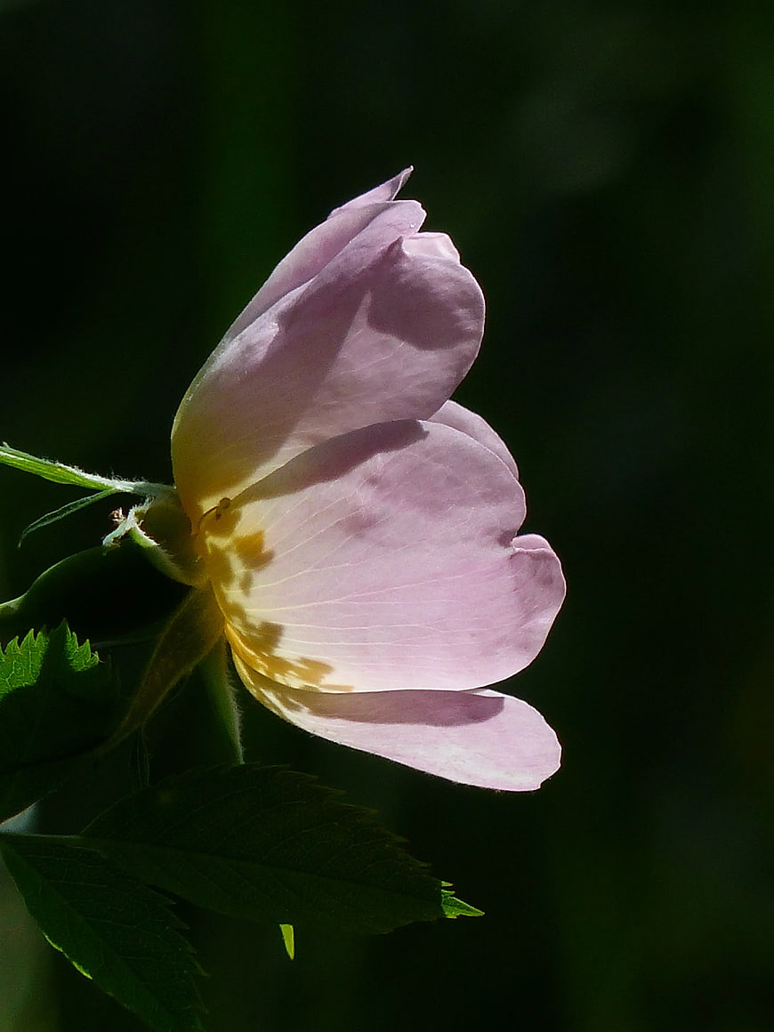 Pink Wild Rose Bud in Profile Against Dark Green Background