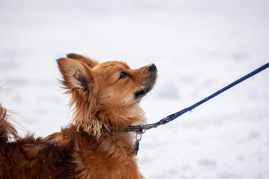 Close-up of a small brown dog on a leash in the snow