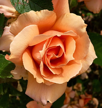 Close-up of a vibrant peach rose in full bloom