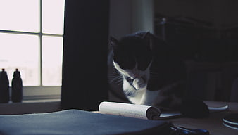 Black and white cat grooming on desk near window