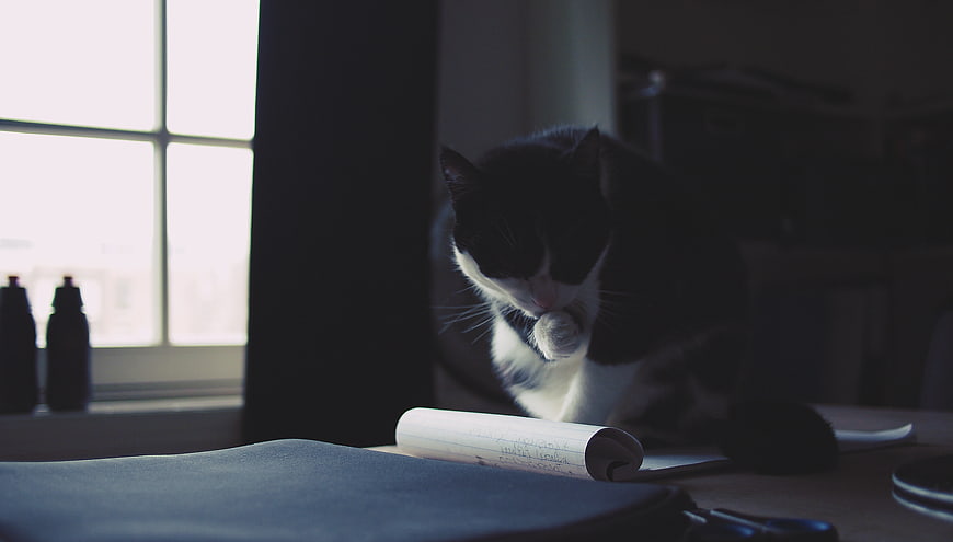 Black and white cat grooming on desk near window