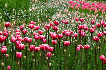 Vibrant Pink Tulips Blooming in a Spring Garden Field